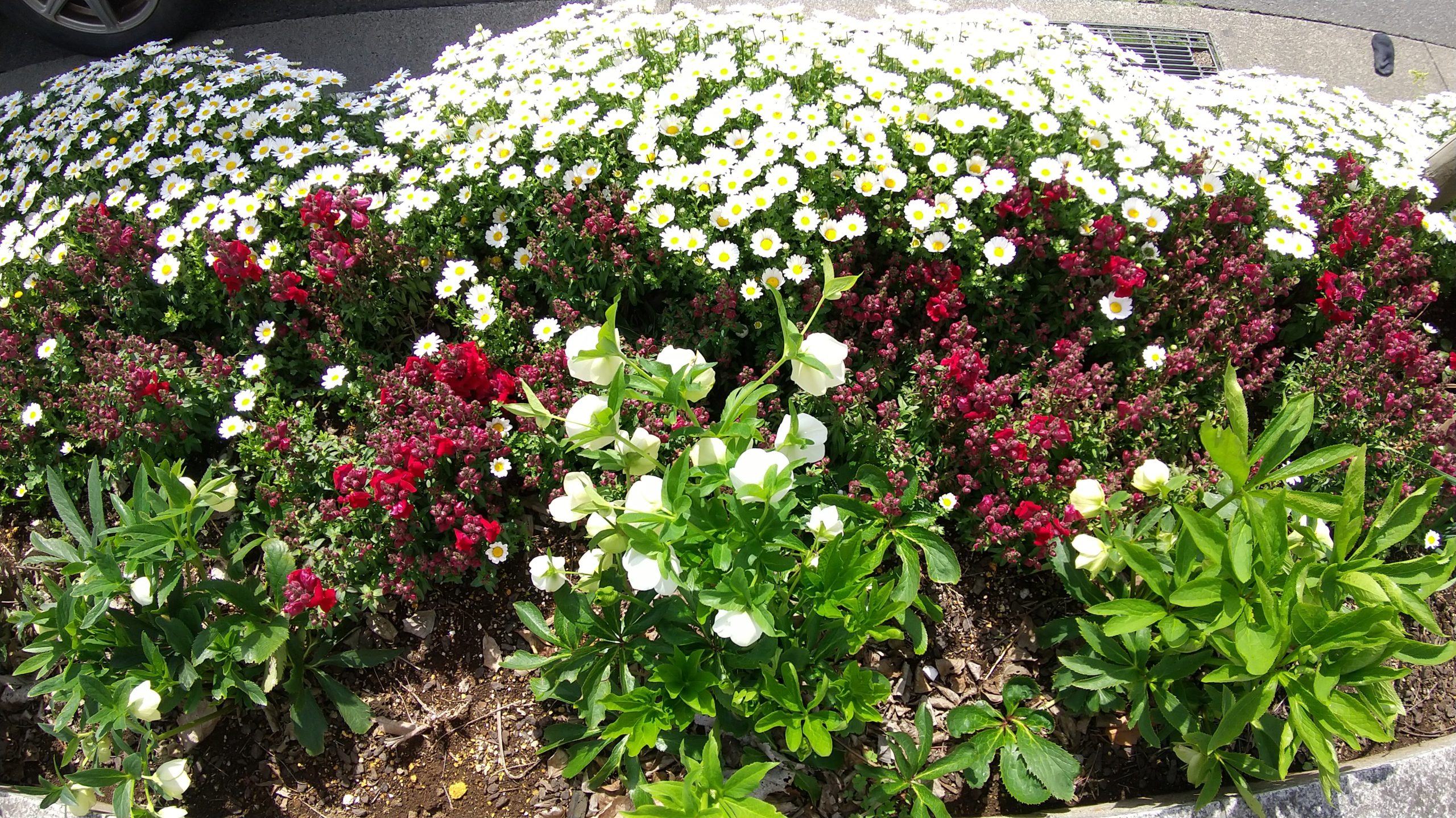 駅前花壇の花がら摘み 守谷駅西口 守谷ネイチャーライフ