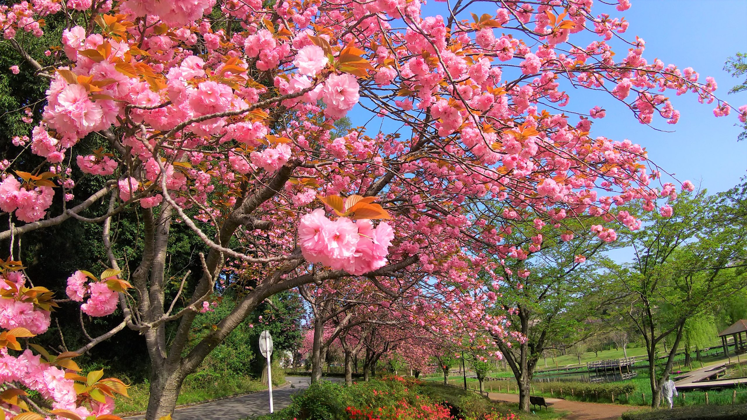 八重桜とツツジが美しい季節になりました(四季の里公園)