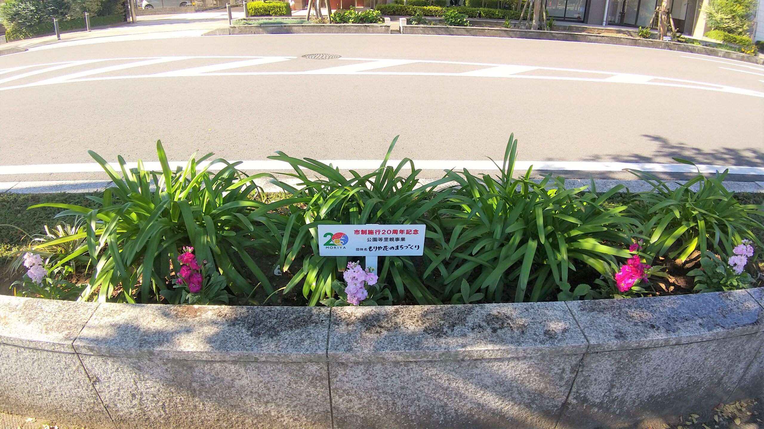 駅前花壇、秋、冬の花の植栽(守谷駅西口)