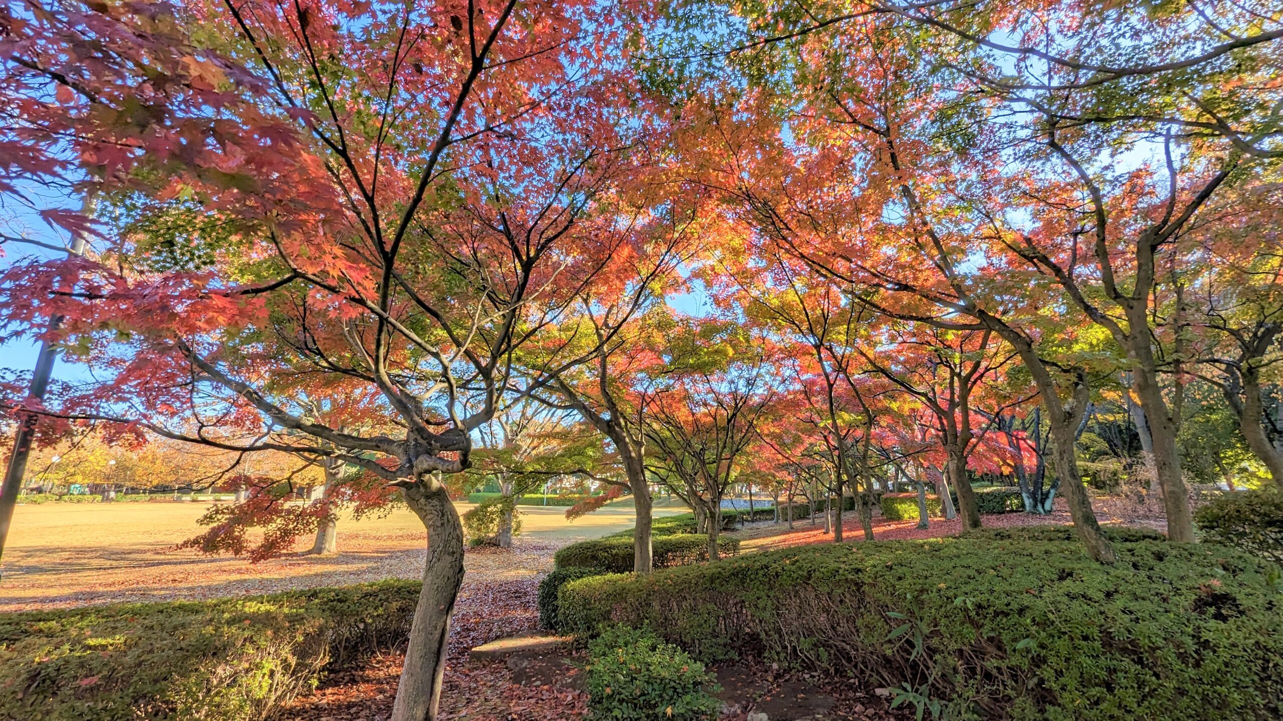 大山公園、紅葉が見頃(北守谷)