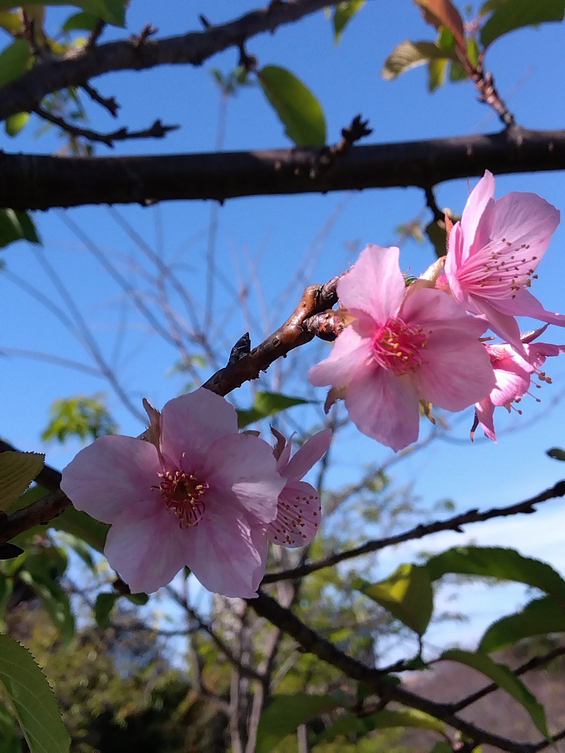 河津桜が開花しました（守谷城址公園）