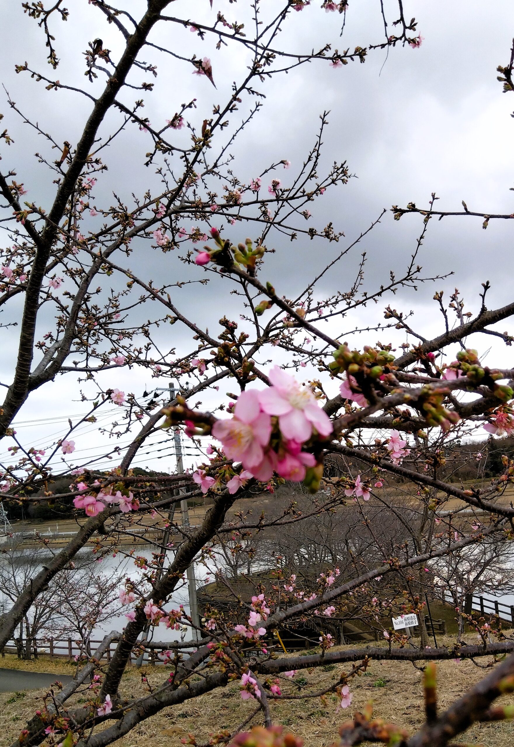 河津桜が2～3分咲きです（守谷城址公園）