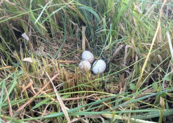 カルガモにまさかの危機(立沢里山)