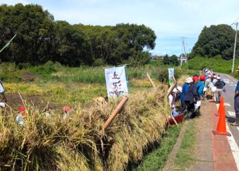 田んぼの学校、稲刈りで無事終了(立沢里山)