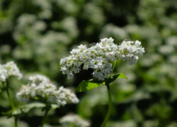 ソバの季節到来！　いえ，花のことです