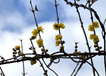 今年も有難うございました(立沢里山)