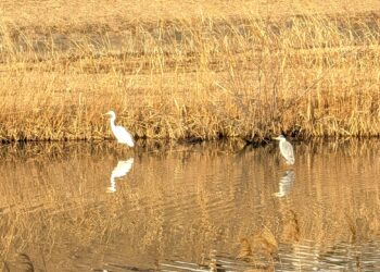 調整池に映る、春のはじまり(薬師台調整池)