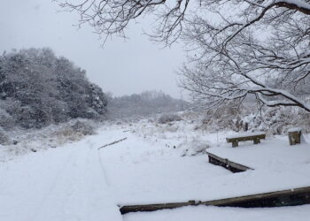 雪の「とりの道」